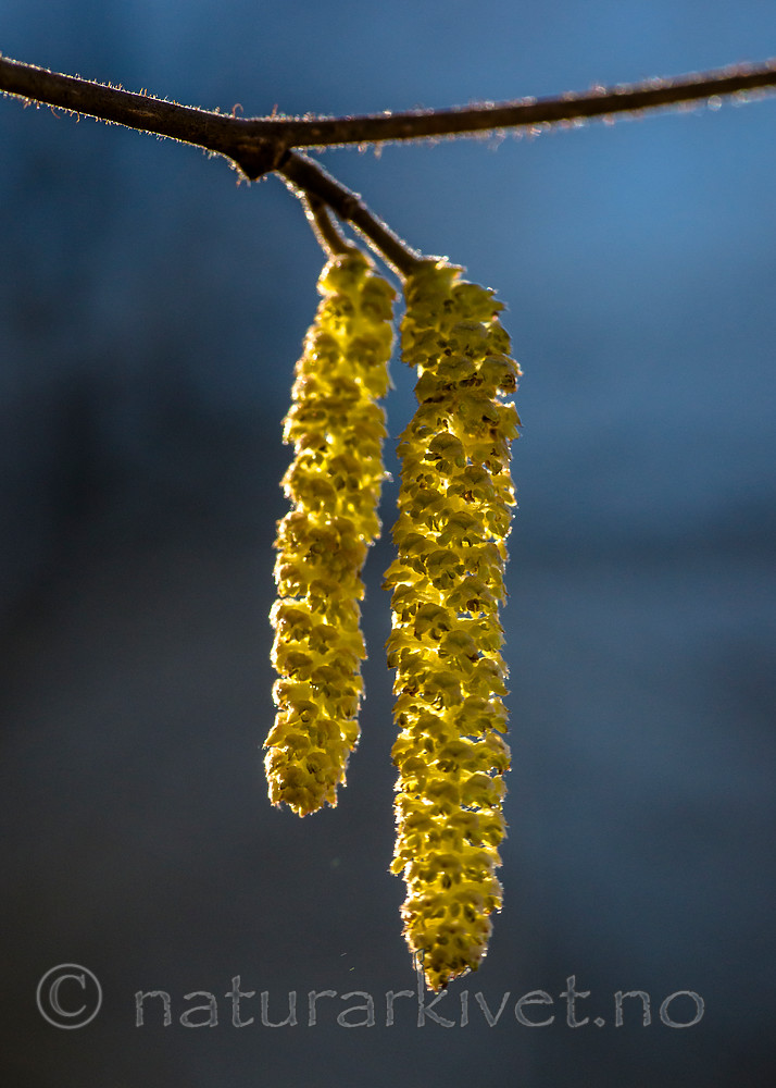 BB_20160319_0175 / Corylus avellana / Hassel