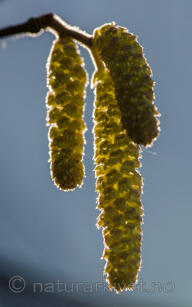 BB_20160319_0189 / Corylus avellana / Hassel