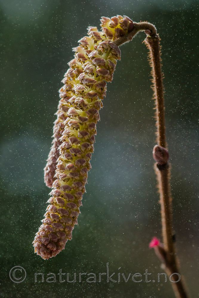 BB_20160321_0047 / Corylus avellana / Hassel