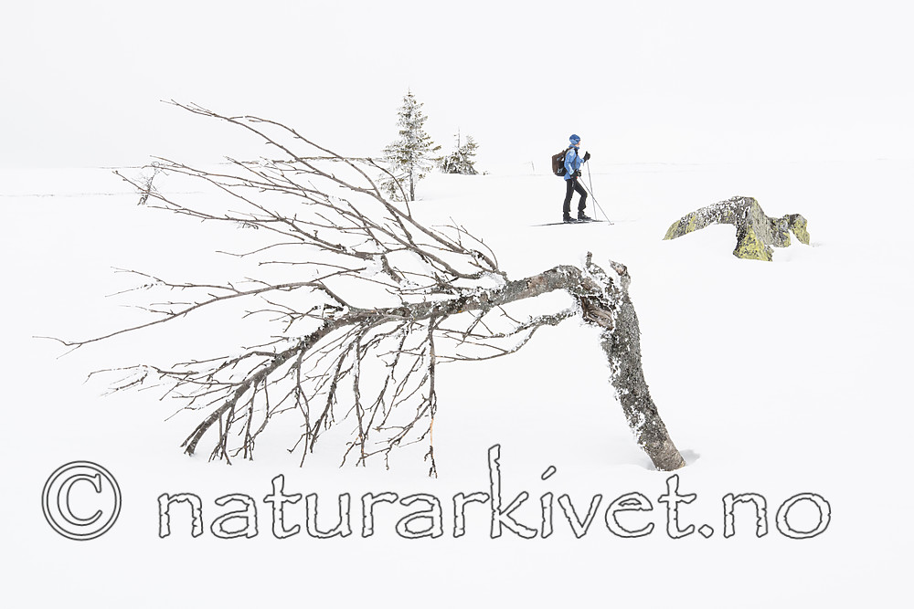 BB_20160325_0001 / Betula pubescens tortuosa / Fjellbjørk