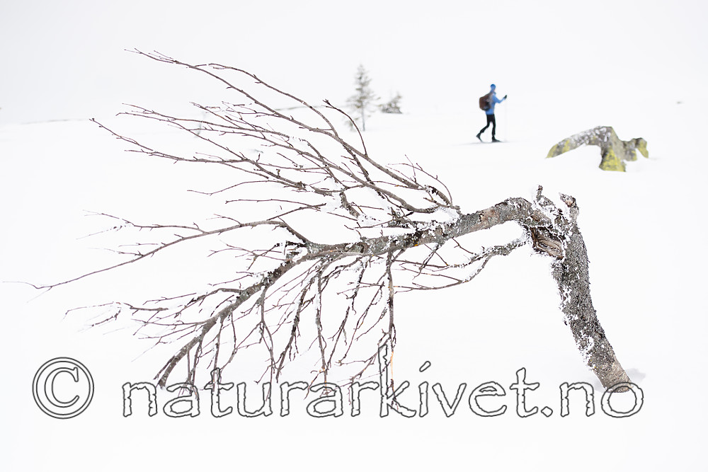 BB_20160325_0008 / Betula pubescens tortuosa / Fjellbjørk