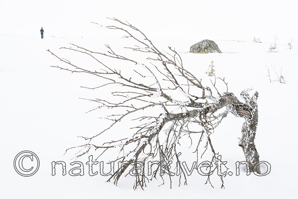 BB_20160325_0012 / Betula pubescens tortuosa / Fjellbjørk