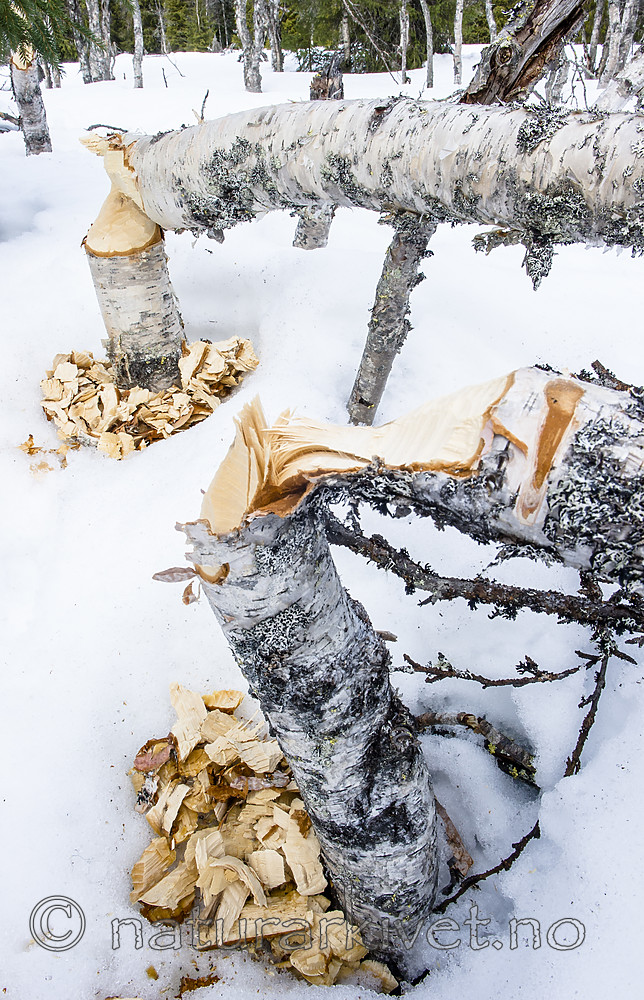 BB_20160326_0008 / Betula pubescens / Bjørk <br /> Castor fiber / Bever