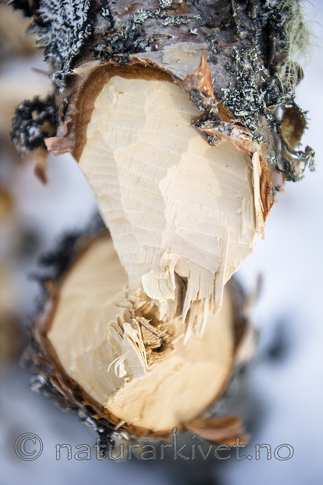 BB_20160326_0014 / Betula pubescens / Bjørk <br /> Castor fiber / Bever