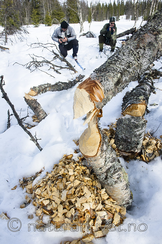 BB_20160326_0025 / Betula pubescens / Bjørk <br /> Castor fiber / Bever