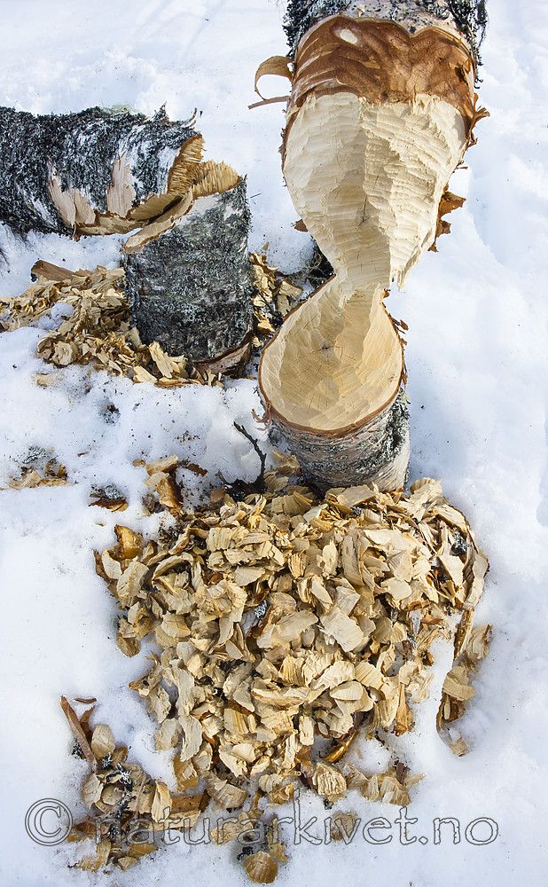 BB_20160326_0028 / Betula pubescens / Bjørk <br /> Castor fiber / Bever