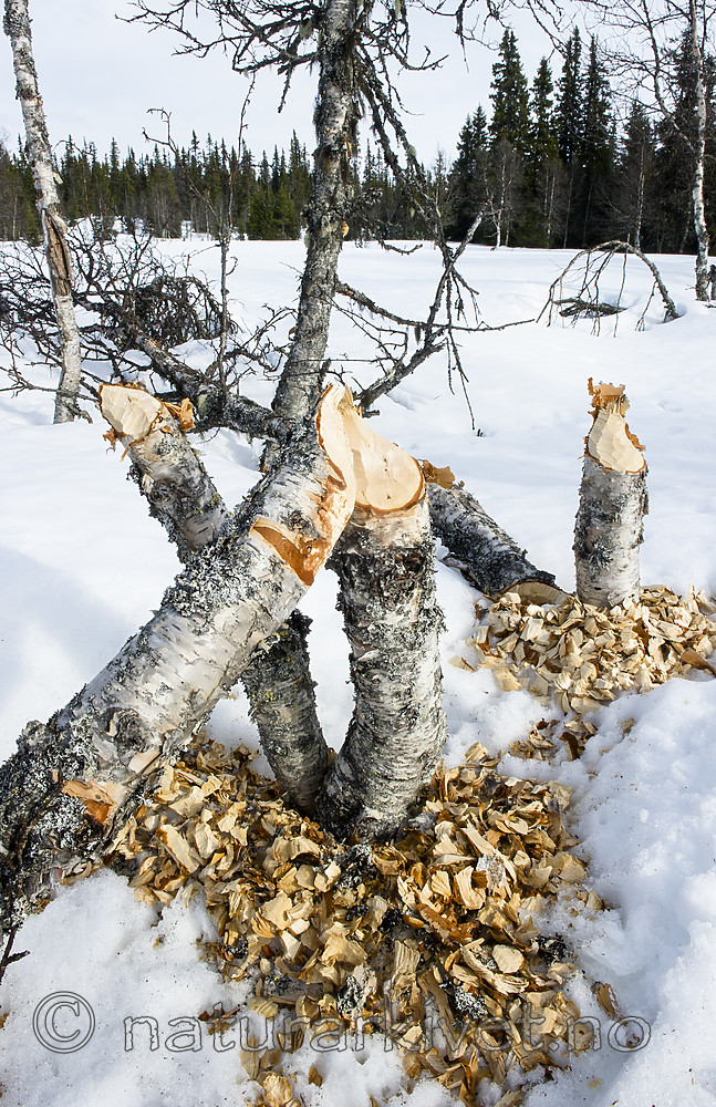 BB_20160326_0034 / Betula pubescens / Bjørk <br /> Castor fiber / Bever
