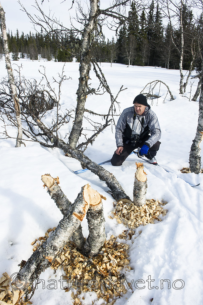 BB_20160326_0036 / Betula pubescens / Bjørk <br /> Castor fiber / Bever