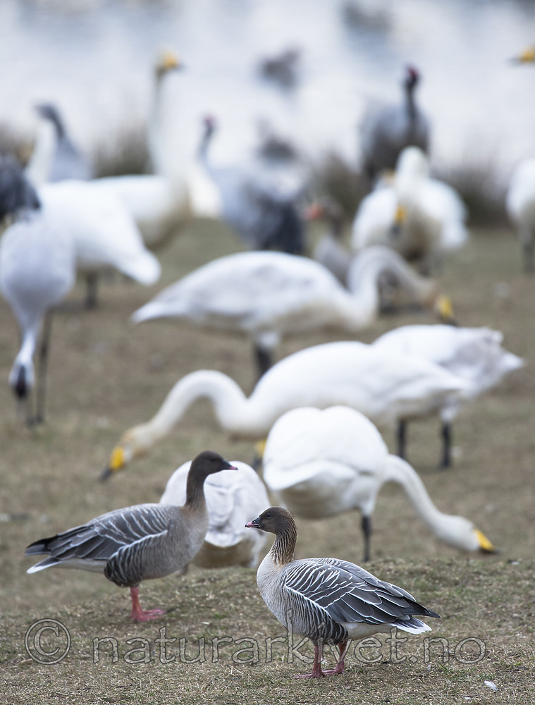 BB_20160402_0068 / Anser brachyrhynchus / Kortnebbgås <br /> Cygnus cygnus / Sangsvane