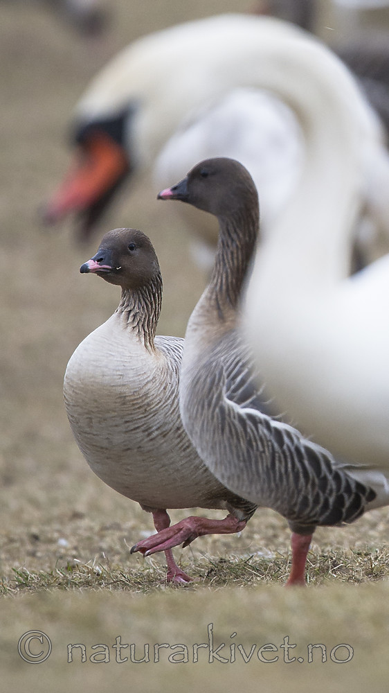 BB_20160402_0084 / Anser brachyrhynchus / Kortnebbgås <br /> Cygnus olor / Knoppsvane