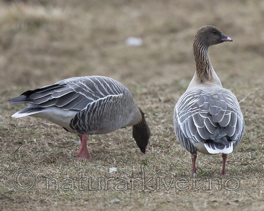 BB_20160402_0106 / Anser brachyrhynchus / Kortnebbgås