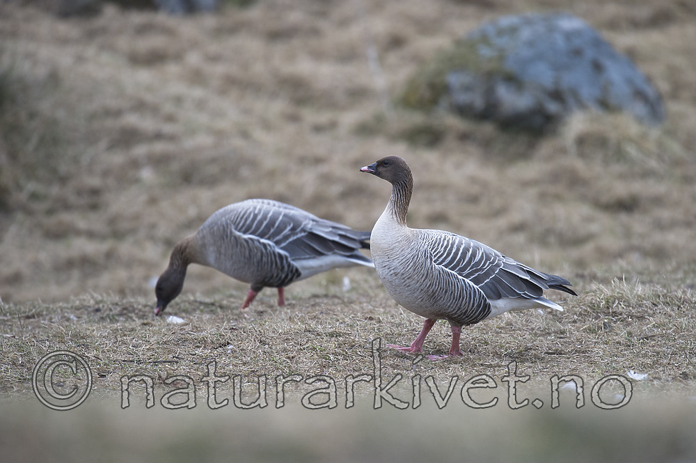 BB_20160402_0130 / Anser brachyrhynchus / Kortnebbgås