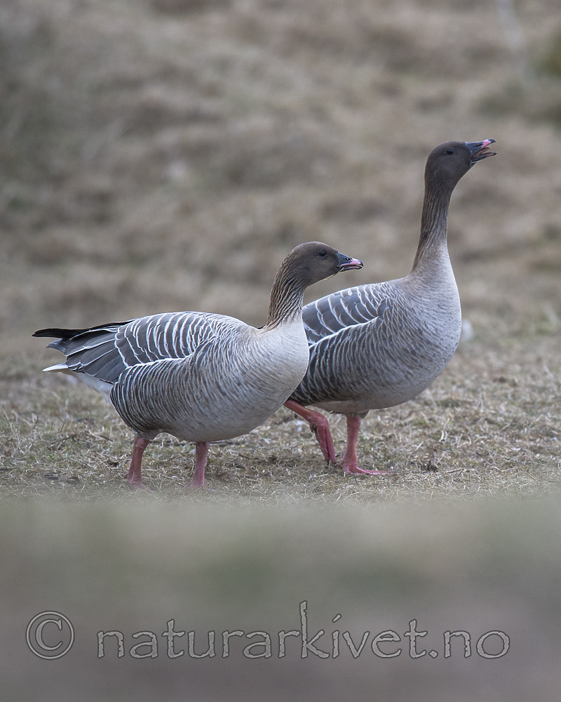 BB_20160402_0132 / Anser brachyrhynchus / Kortnebbgås