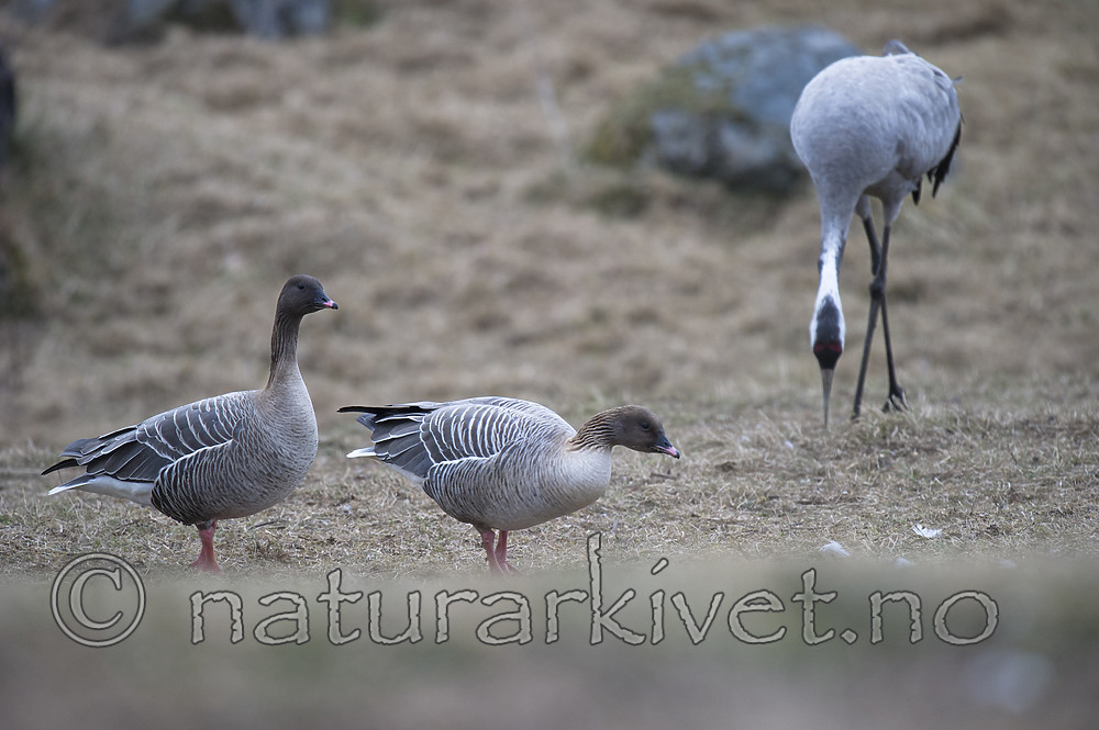 BB_20160402_0137 / Anser brachyrhynchus / Kortnebbgås <br /> Grus grus / Trane