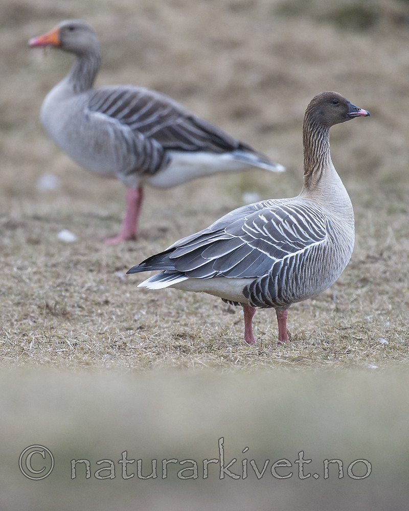BB_20160402_0156 / Anser anser / Grågås <br /> Anser brachyrhynchus / Kortnebbgås