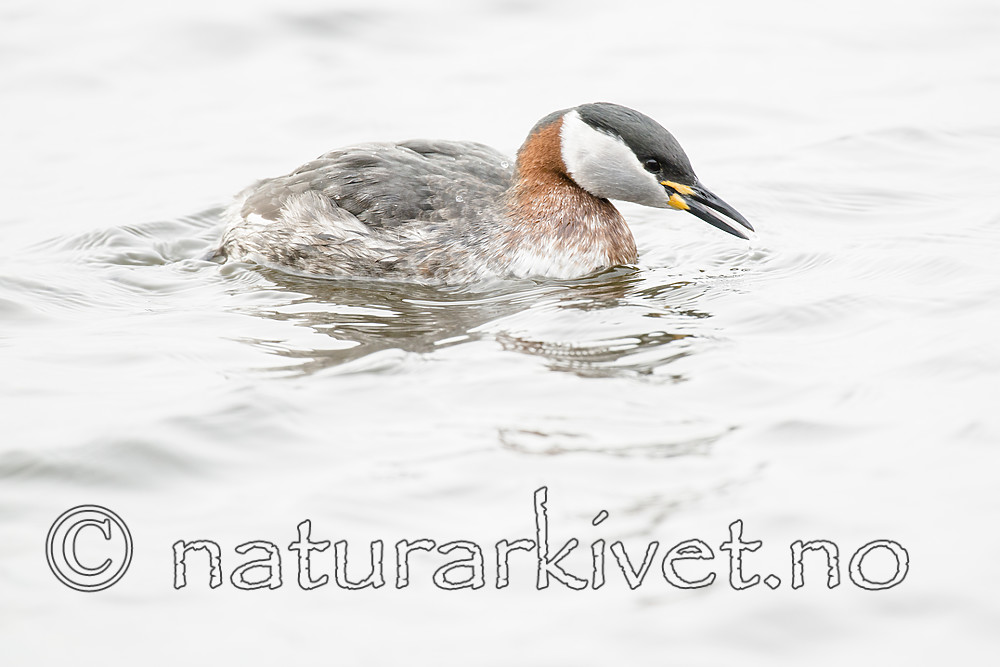 BB_20160402_1502 / Podiceps grisegena / Gråstrupedykker