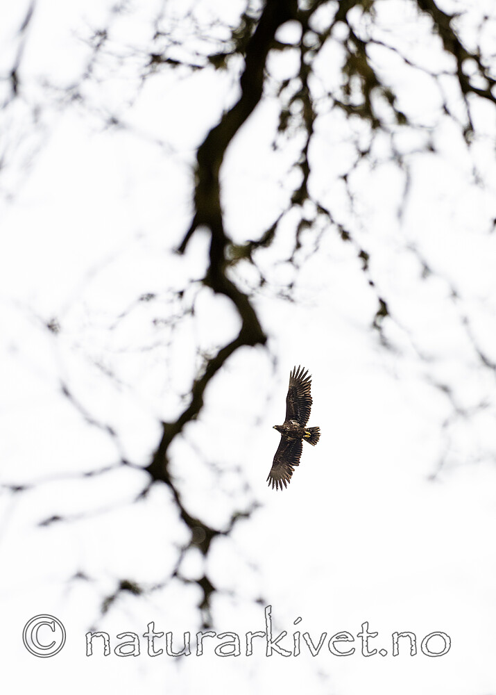 BB_20160404_0342 / Haliaeetus albicilla / Havørn
