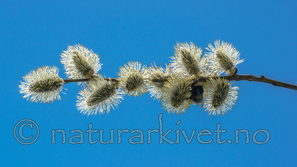 BB_20160419_0289 / Bombus lucorum / Lys jordhumle <br /> Salix caprea / Selje