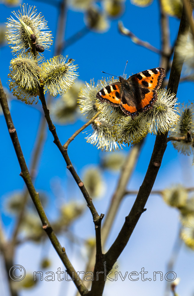 BB_20160419_0349 / Aglais urticae / Neslesommerfugl <br /> Salix caprea / Selje