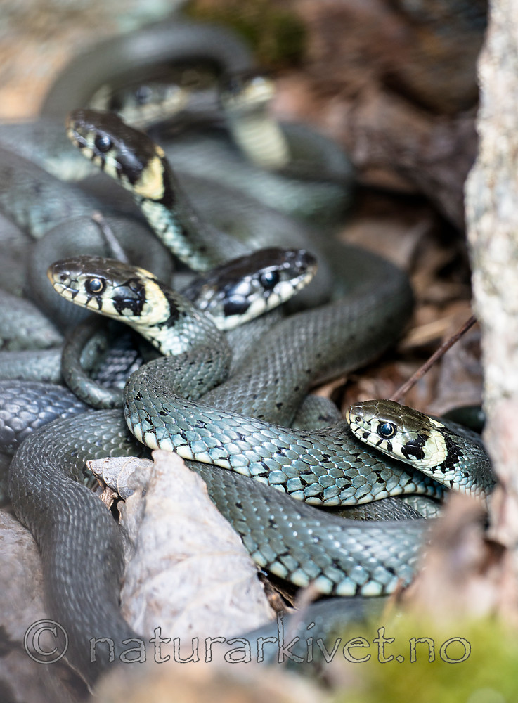 BB_20160422_0208 / Natrix natrix / Buorm