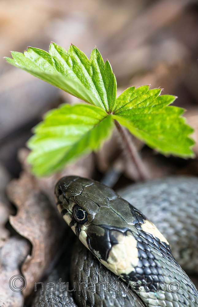 BB_20160424_0280 / Fragaria vesca / Markjordbær <br /> Natrix natrix / Buorm