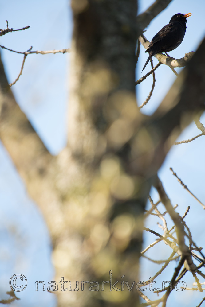 BB_20160504_0057 / Turdus merula / Svarttrost