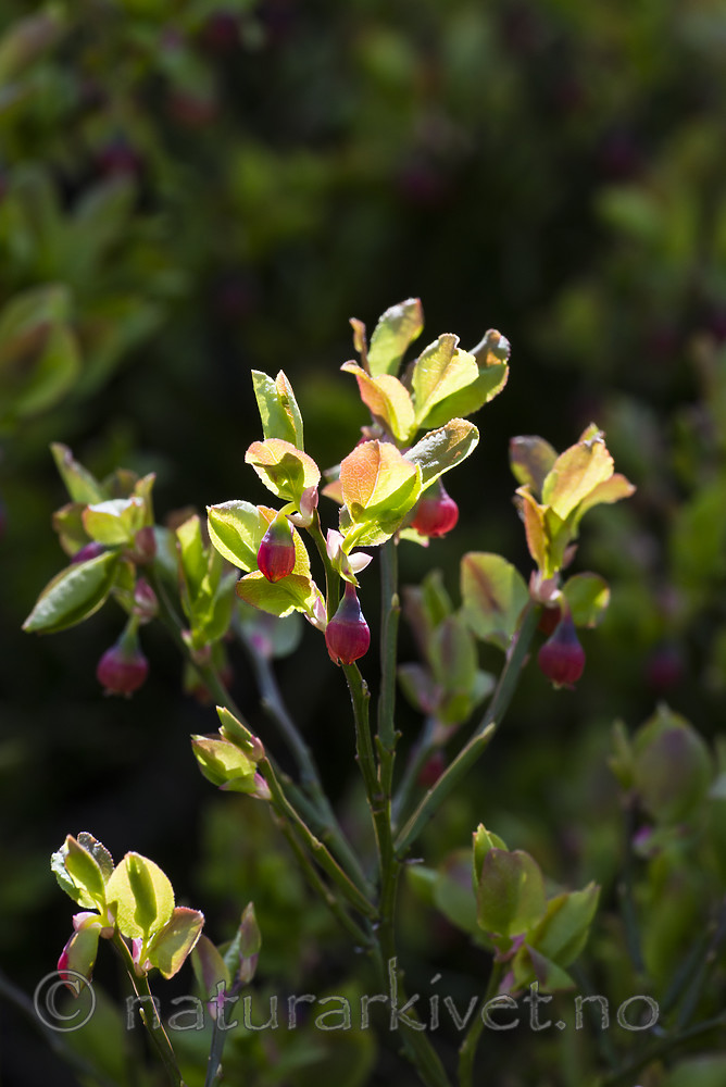 BB_20160505_0146 / Vaccinium myrtillus / Blåbær