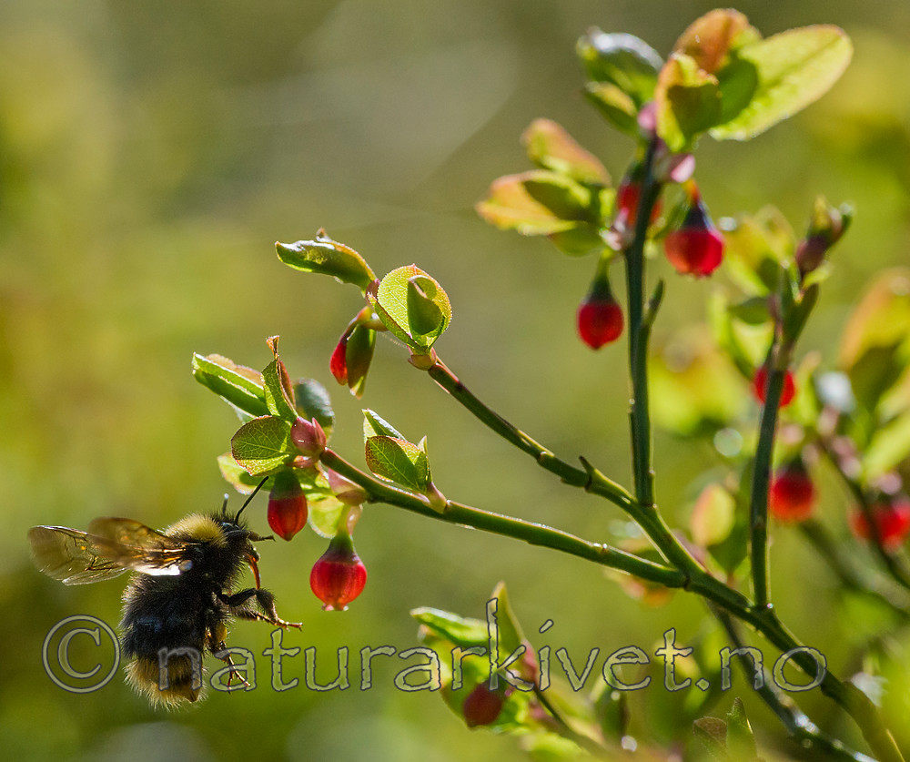 BB_20160506_0256 / Bombus pratorum / Markhumle <br /> Vaccinium myrtillus / Blåbær