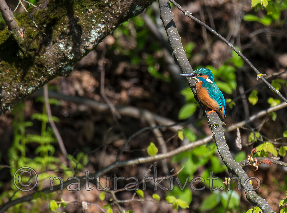 BB_20160508_0307 / Alcedo atthis / Isfugl