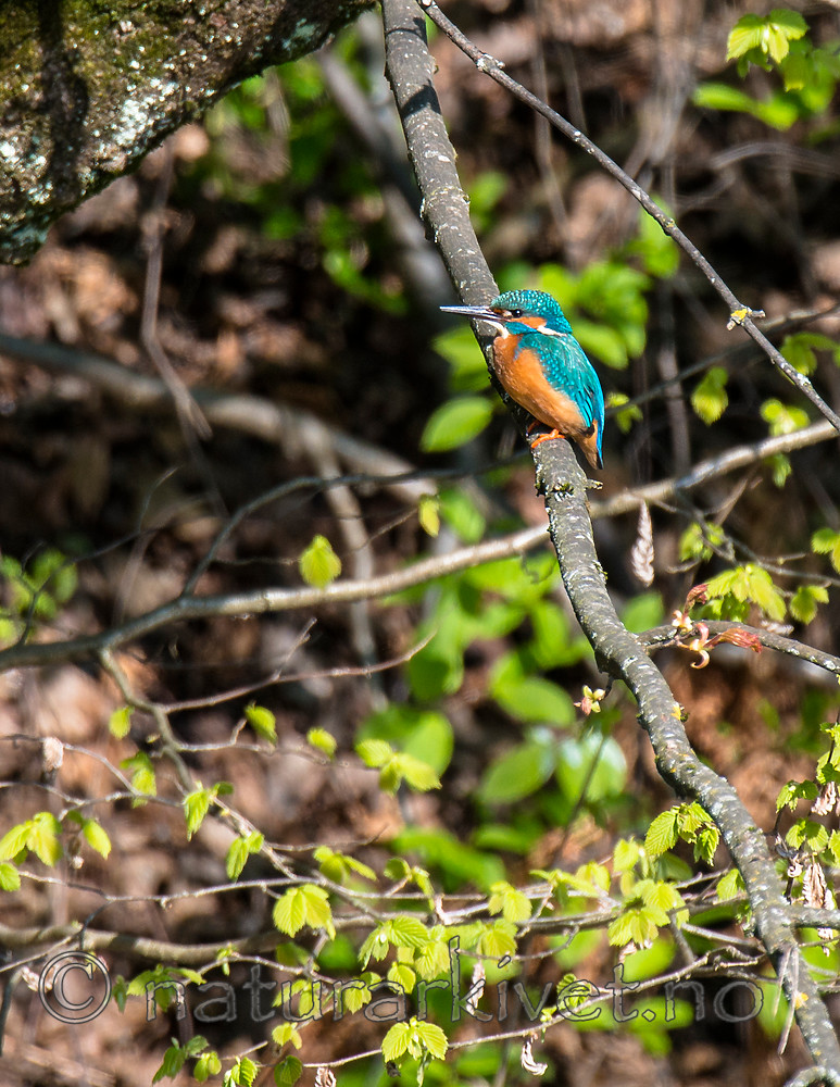 BB_20160508_0308 / Alcedo atthis / Isfugl