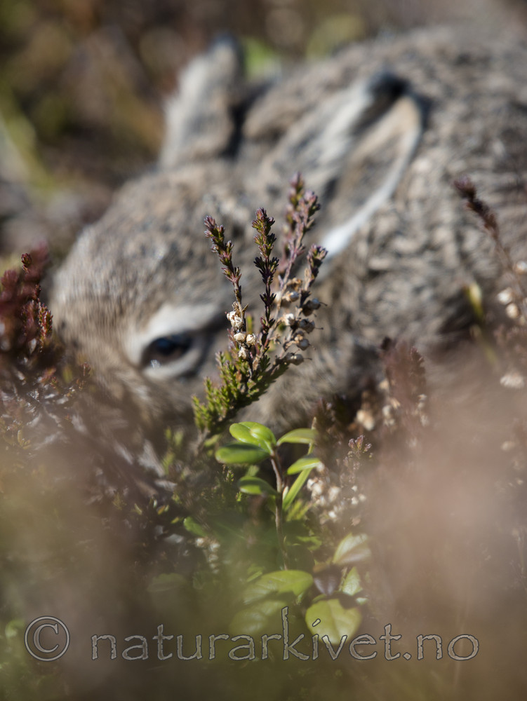 BB_20160517_0226 / Calluna vulgaris / Røsslyng <br /> Lepus timidus / Hare <br /> Vaccinium vitis-idaea / Tyttebær