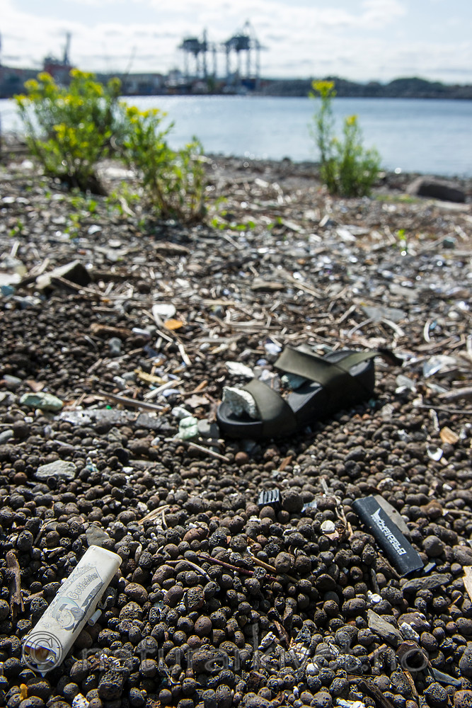 BB_20160525_0030 / Euphorbia palustris / Strandvortemelk