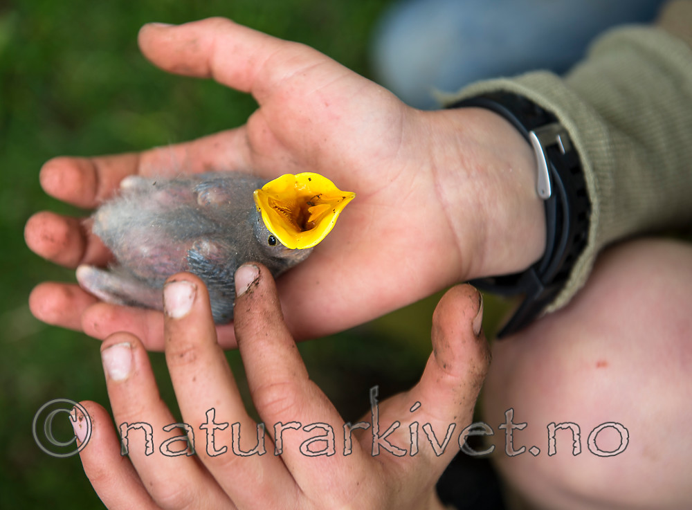 BB_20160528_0163 / Sturnus vulgaris / Stær