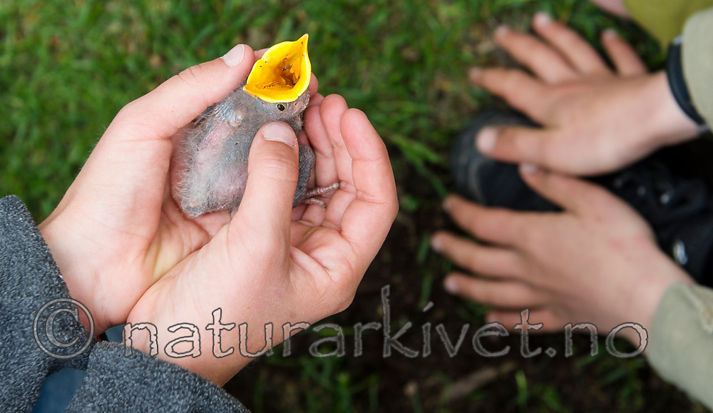 BB_20160528_0171 / Sturnus vulgaris / Stær