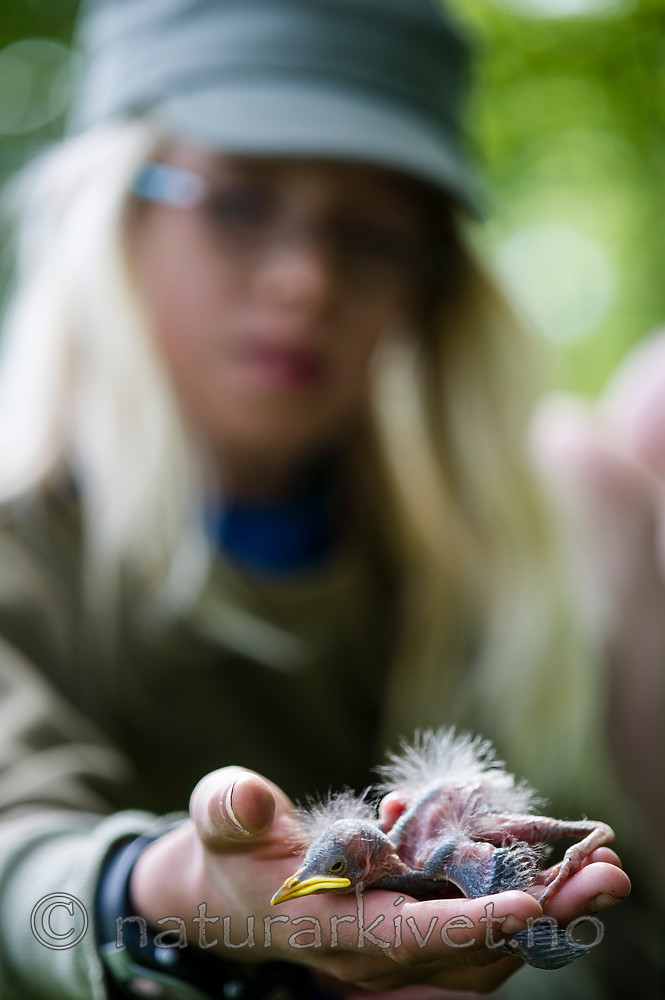 BB_20160528_0246 / Sturnus vulgaris / Stær