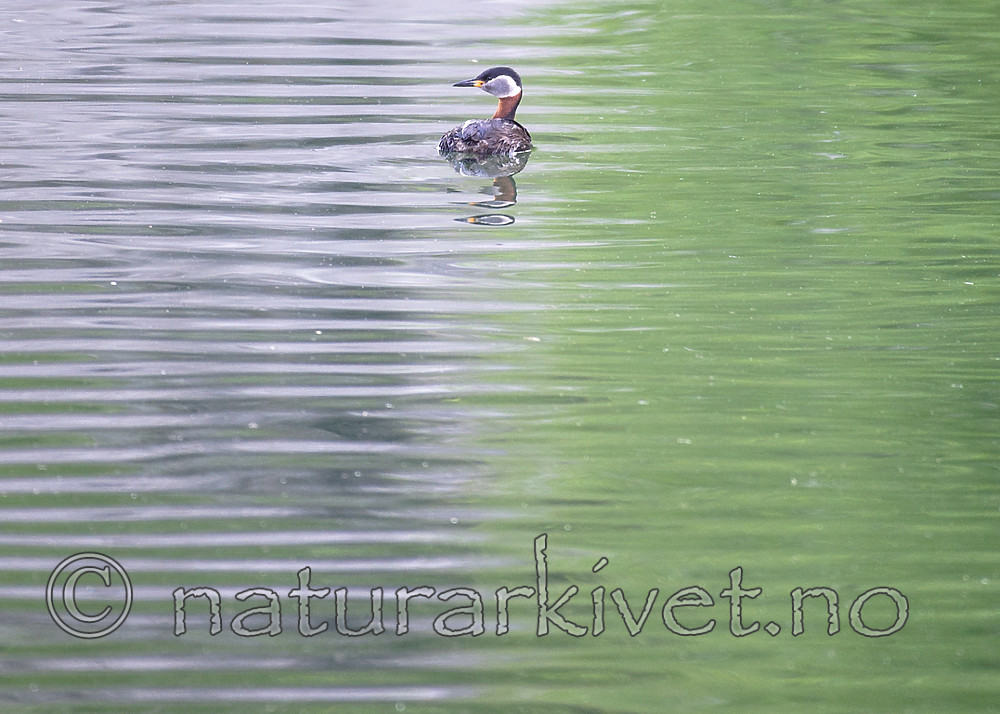 BB_20160603_0092 / Podiceps grisegena / Gråstrupedykker