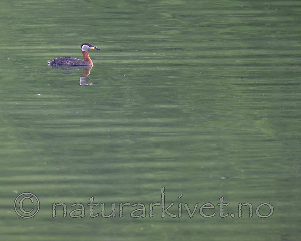 BB_20160603_0095 / Podiceps grisegena / Gråstrupedykker