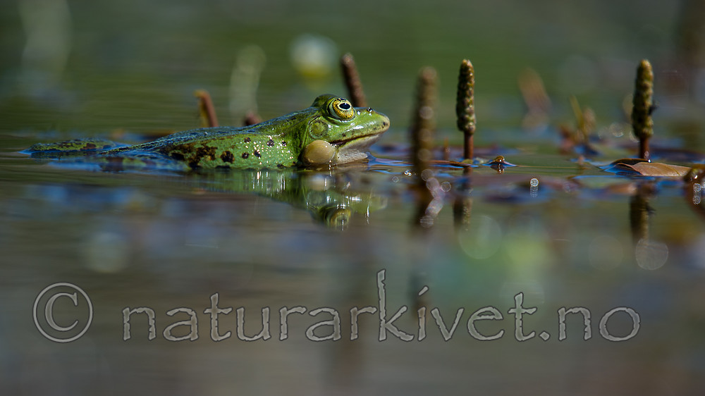 BB_20160604_0775 / Pelophylax esculentus / Hybridfrosk