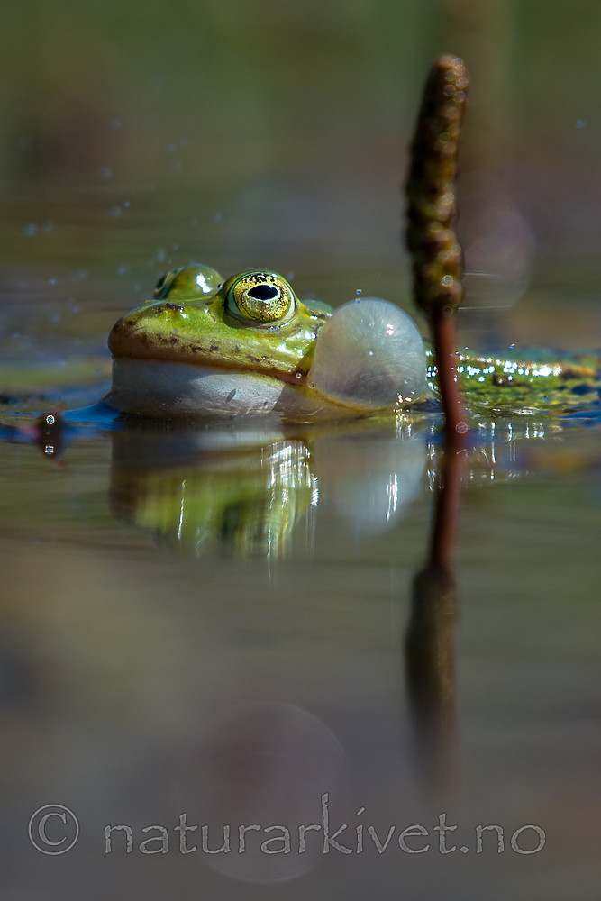 BB_20160604_0796 / Pelophylax esculentus / Hybridfrosk
