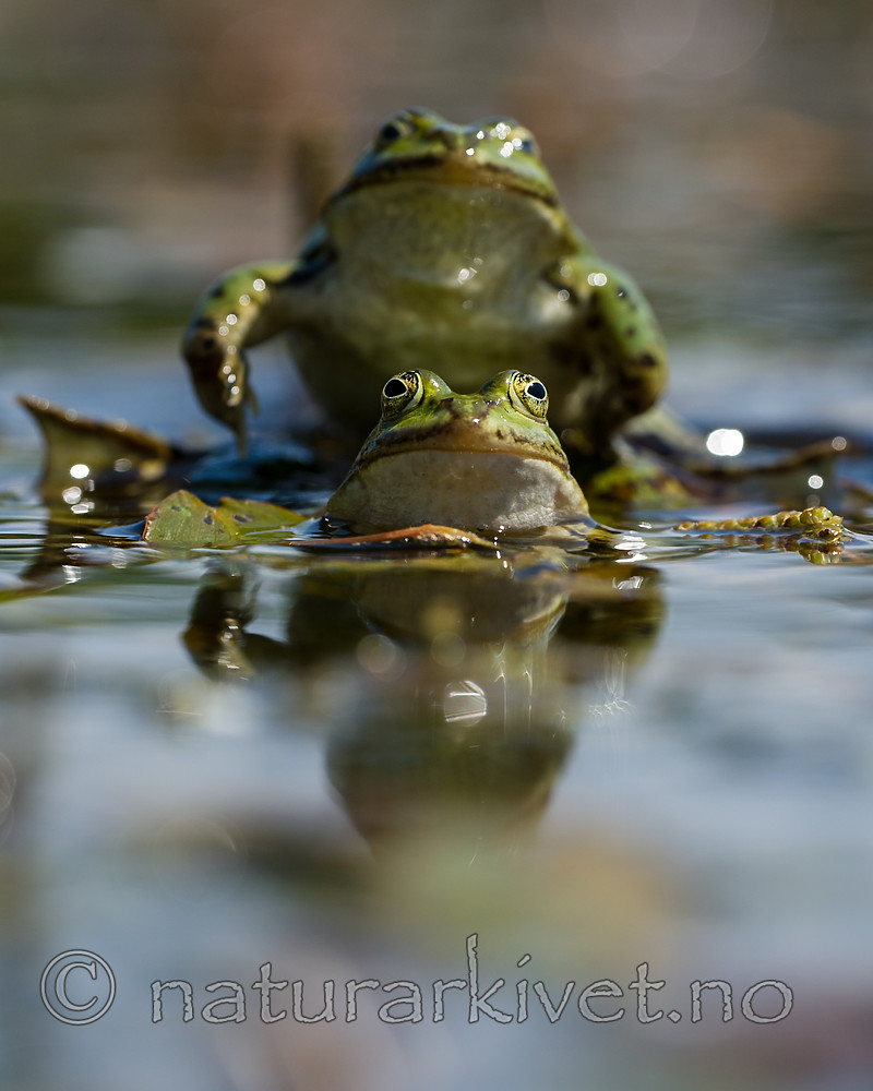 BB_20160604_1257 / Pelophylax esculentus / Hybridfrosk