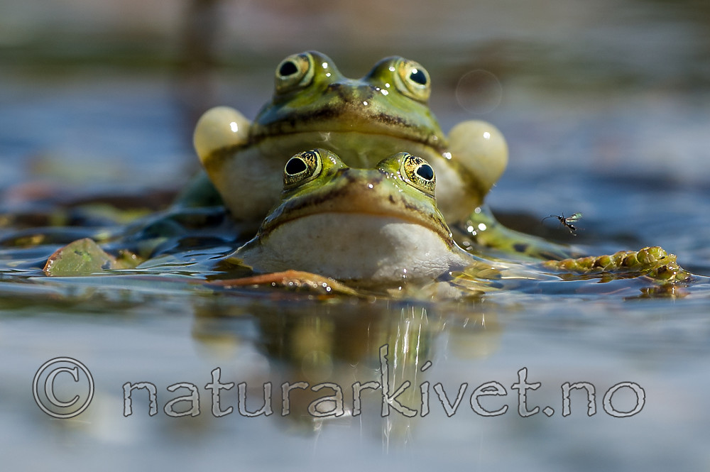 BB_20160604_1259 / Pelophylax esculentus / Hybridfrosk