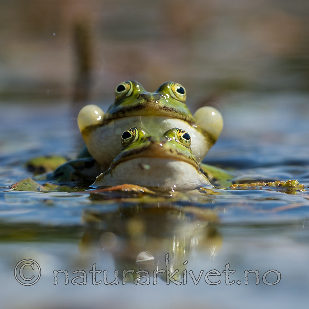 BB_20160604_1260 / Pelophylax esculentus / Hybridfrosk