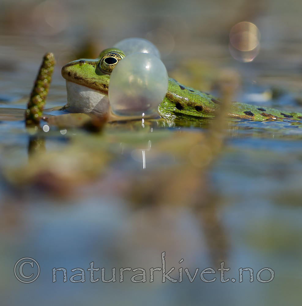 BB_20160604_1327 / Pelophylax esculentus / Hybridfrosk