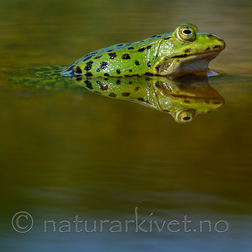 BB_20160604_1576 / Pelophylax esculentus / Hybridfrosk