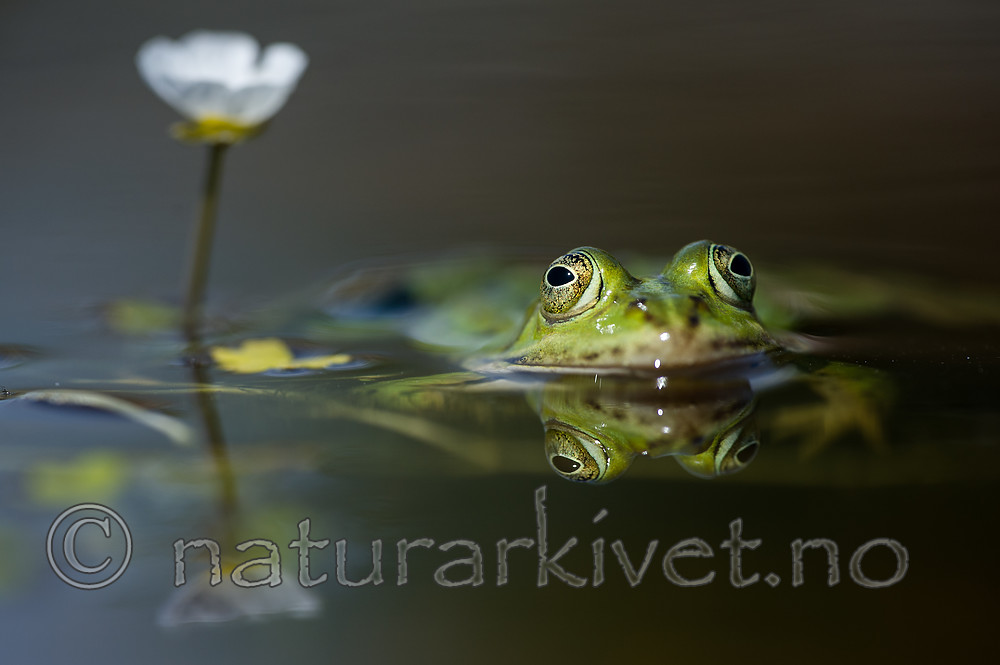 BB_20160604_1680 / Pelophylax esculentus / Hybridfrosk <br /> Ranunculus peltatus / Storvassoleie