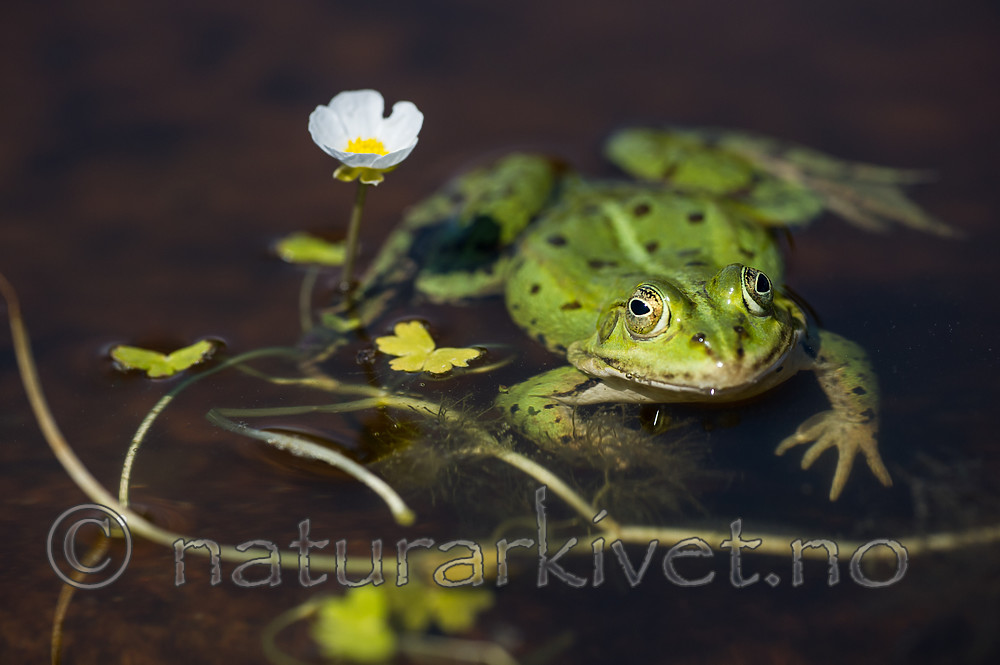 BB_20160604_1701 / Pelophylax esculentus / Hybridfrosk <br /> Ranunculus peltatus / Storvassoleie