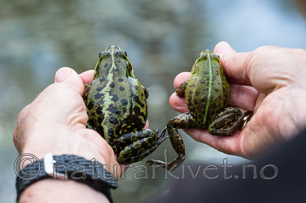 BB_20160604_1872 / Pelophylax esculentus / Hybridfrosk