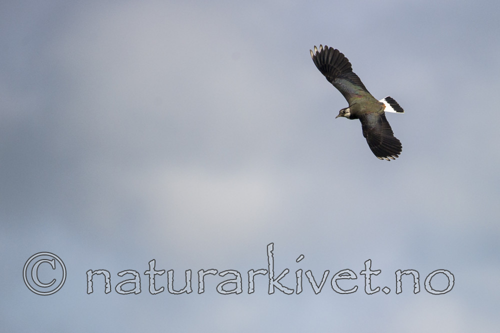 BB_20160605_0015 / Vanellus vanellus / Vipe