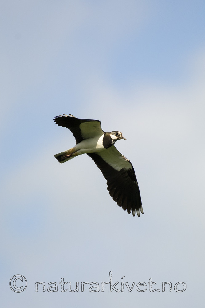 BB_20160605_0052 / Vanellus vanellus / Vipe