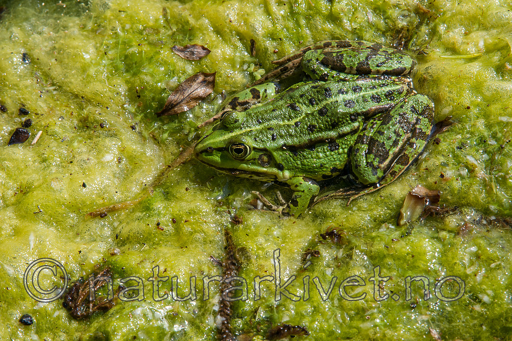 BB_20160605_0086 / Pelophylax esculentus / Hybridfrosk